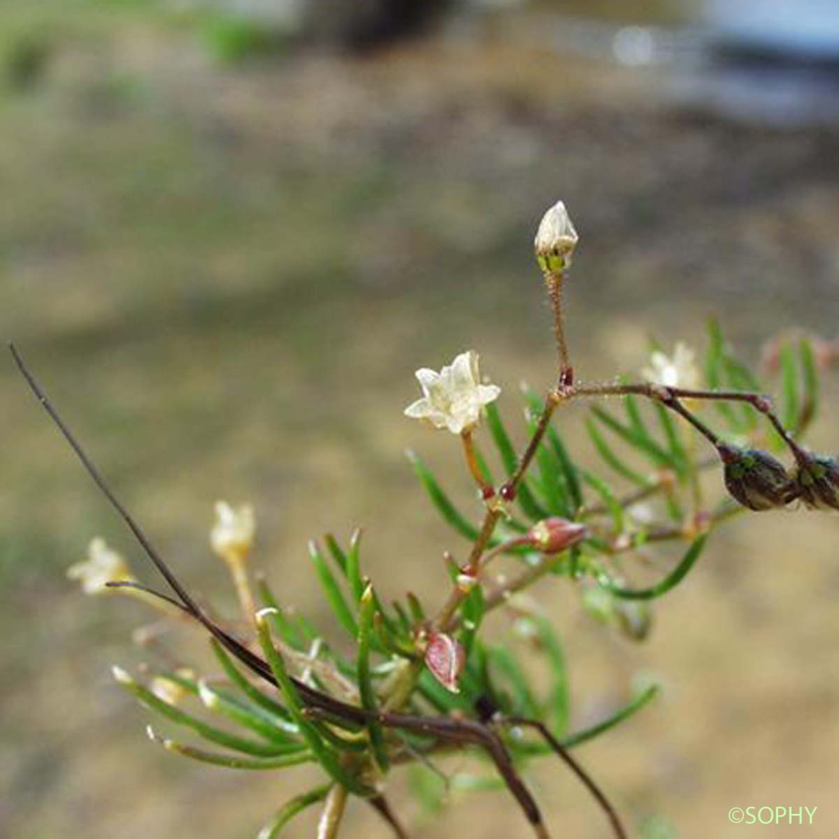 Spargoute à cinq étamines - Spergula pentandra