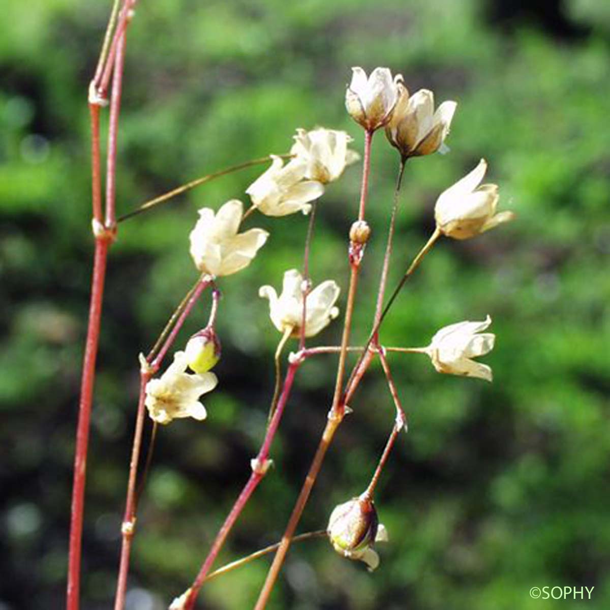 Spargoute à cinq étamines - Spergula pentandra