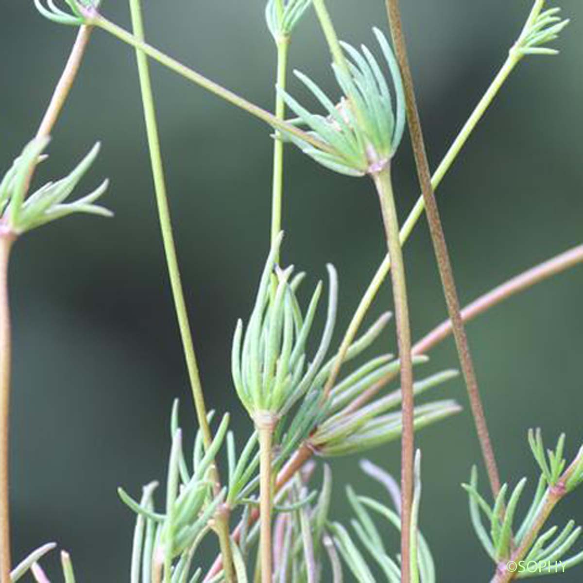 Spargoute à cinq étamines - Spergula pentandra