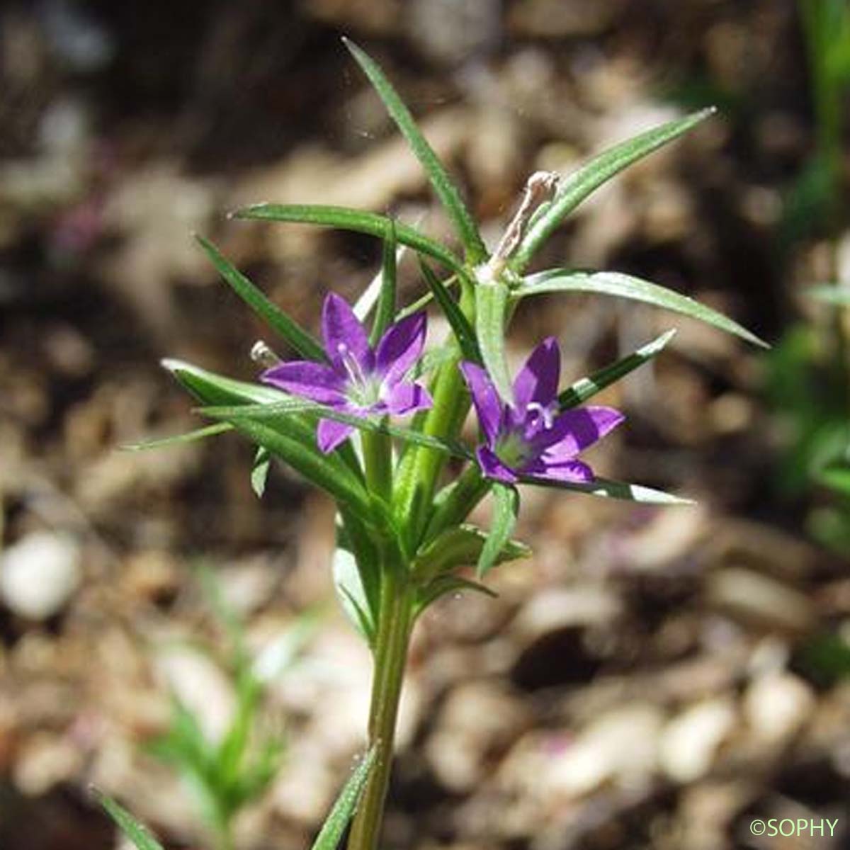 Spéculaire en faux - Legousia falcata subsp. falcata