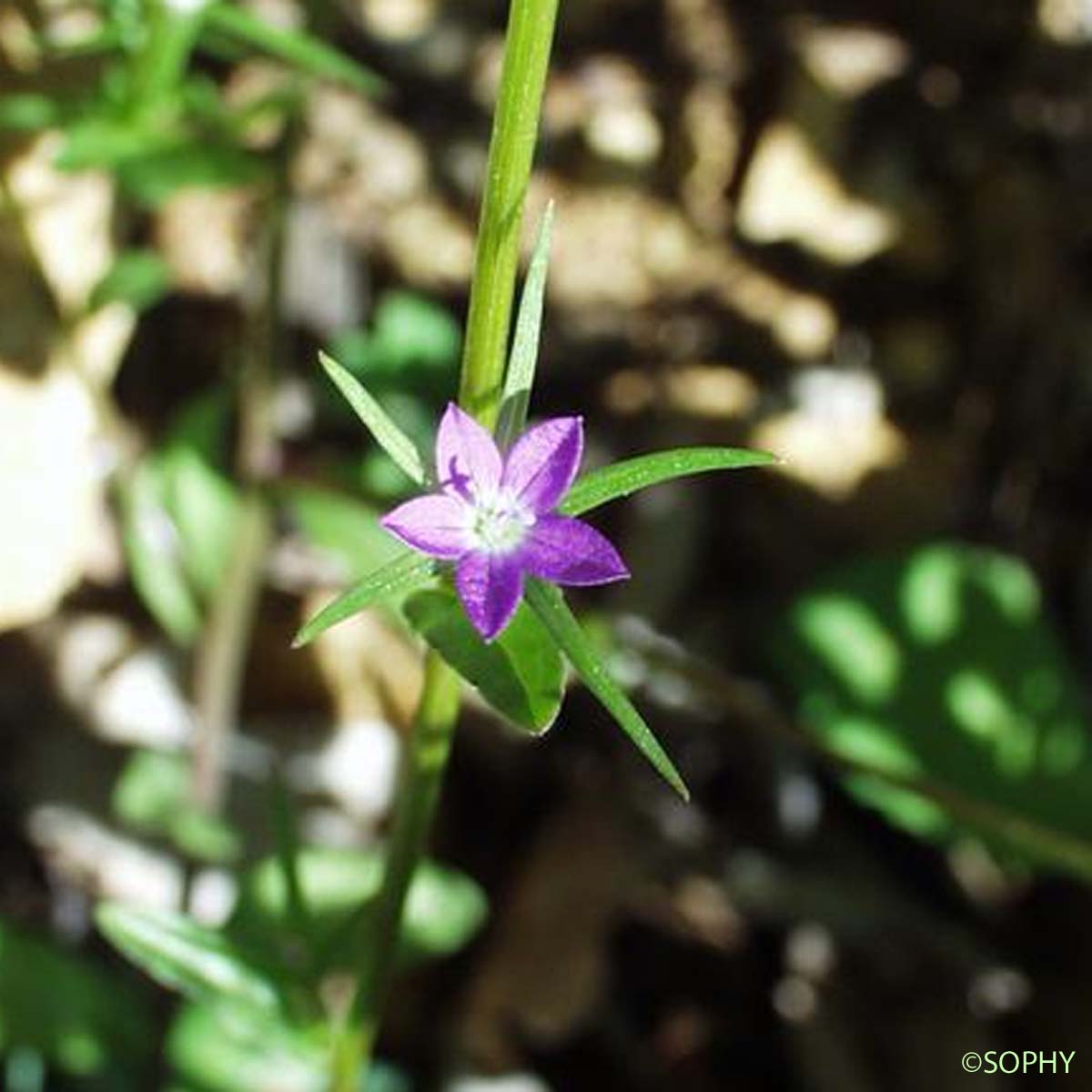 Spéculaire en faux - Legousia falcata