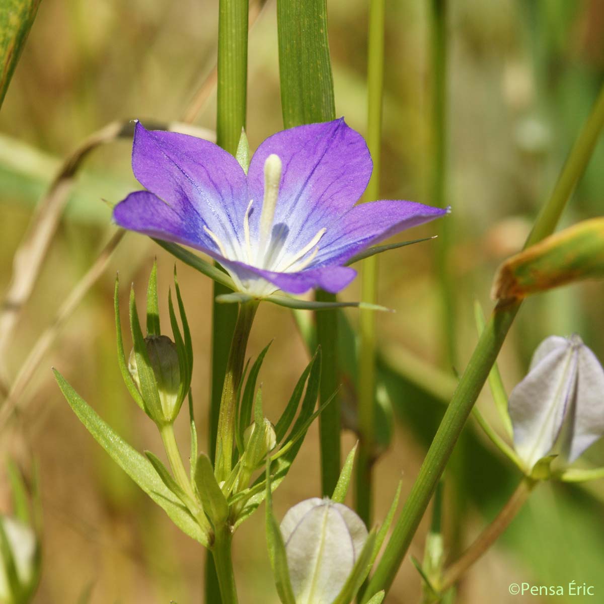 Spéculaire pentagonale - Legousia speculum-veneris subsp. pentagonia