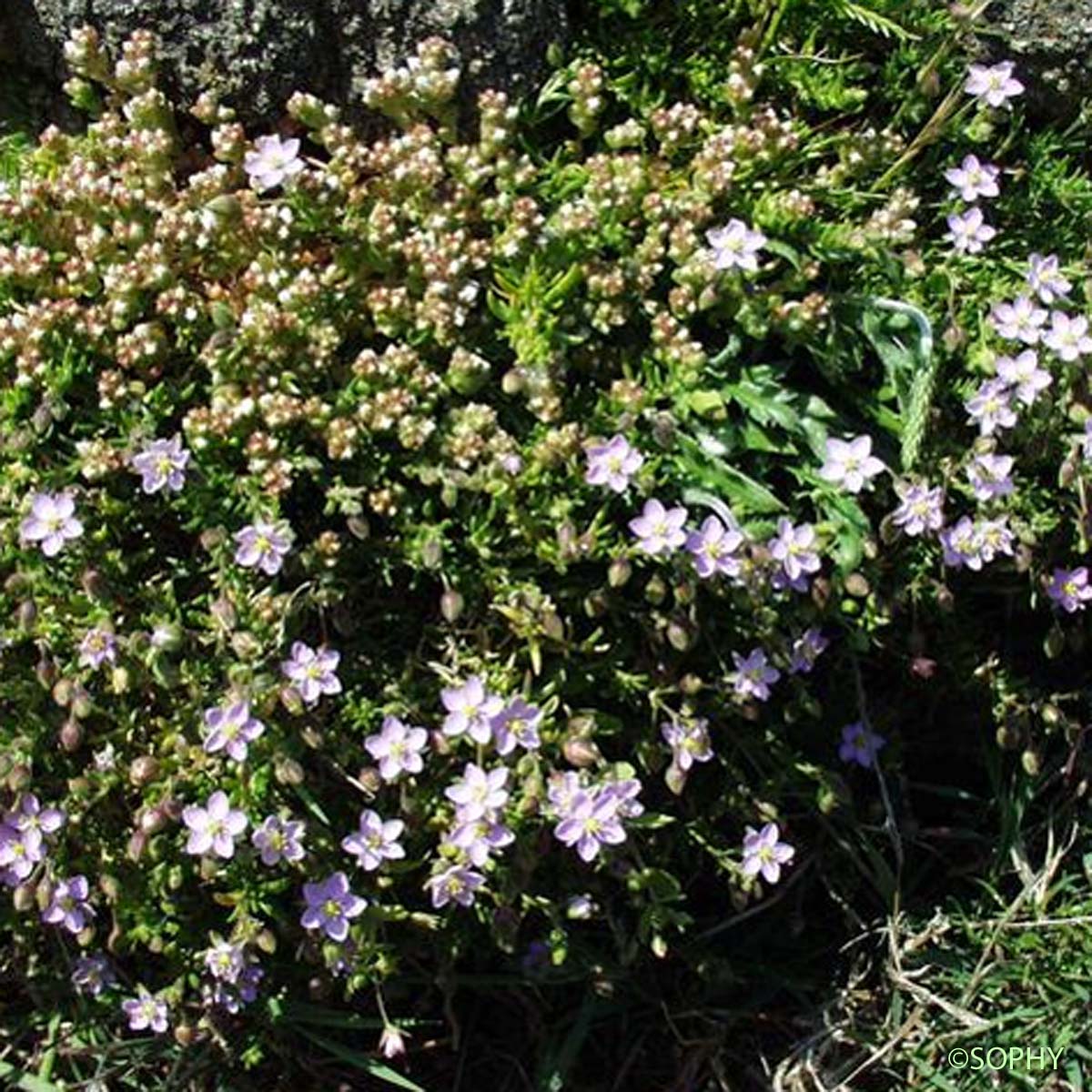 Spergulaire des rochers - Spergula rupicola