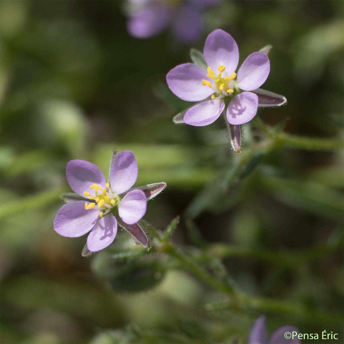 Spergulaire rouge - Spergula rubra