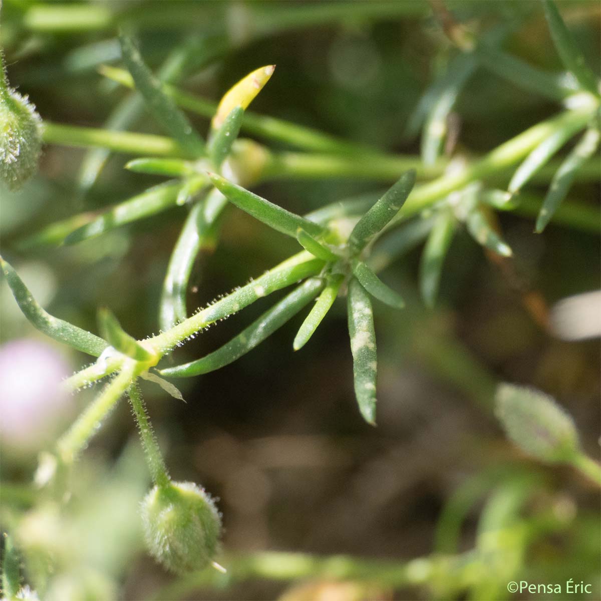 Spergulaire rouge - Spergula rubra