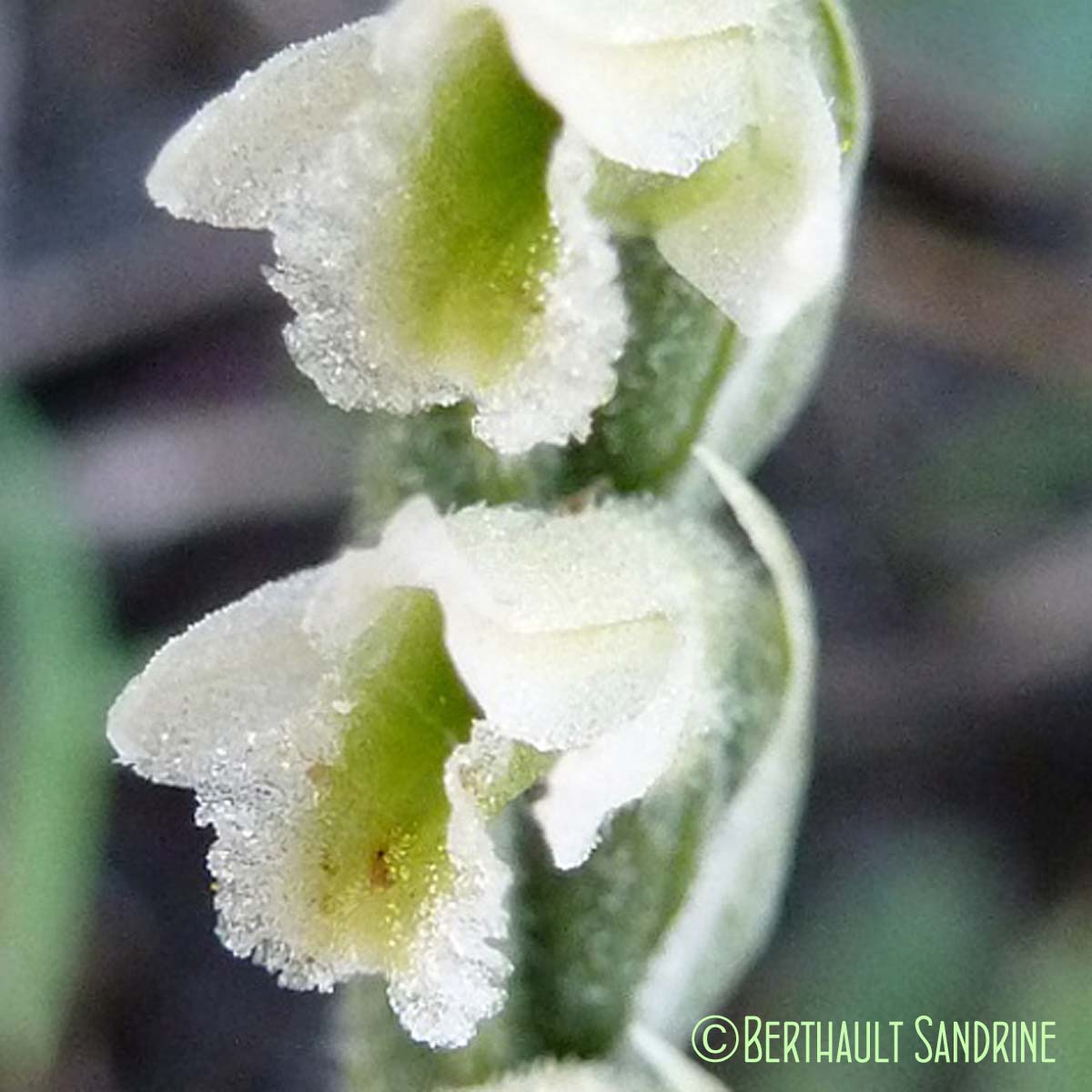 Spiranthe d'automne - Spiranthes spiralis