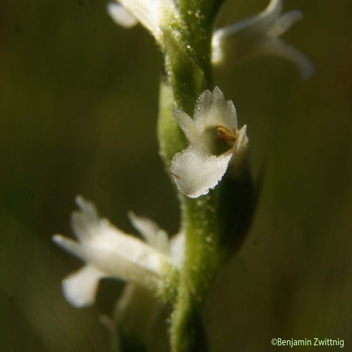 Spiranthe d'été - Spiranthes aestivalis