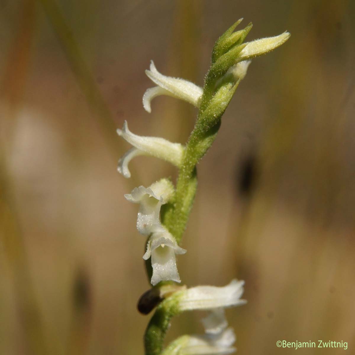 Spiranthe d'été - Spiranthes aestivalis