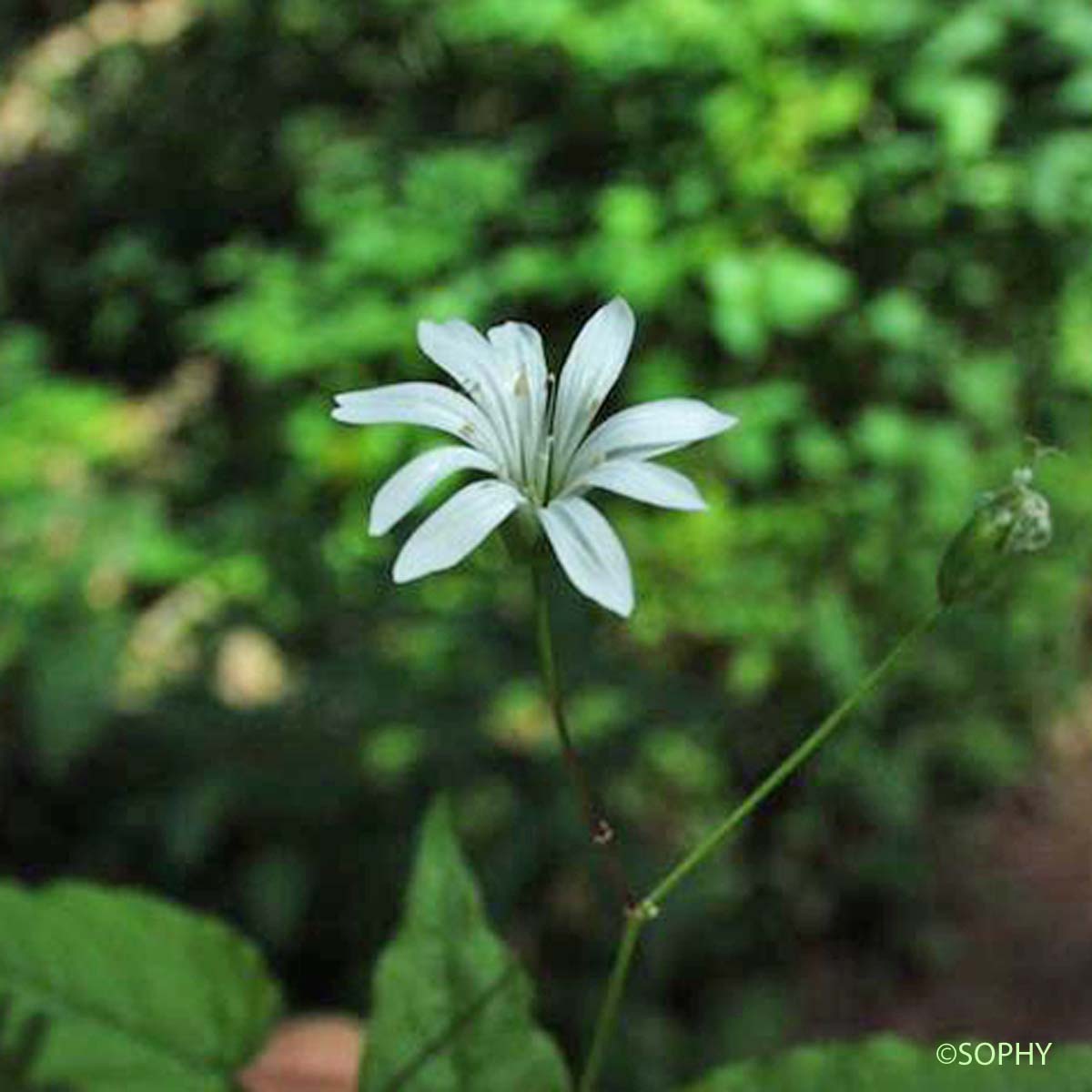 Stellaire à graines barbues - Stellaria nemorum subsp. montana