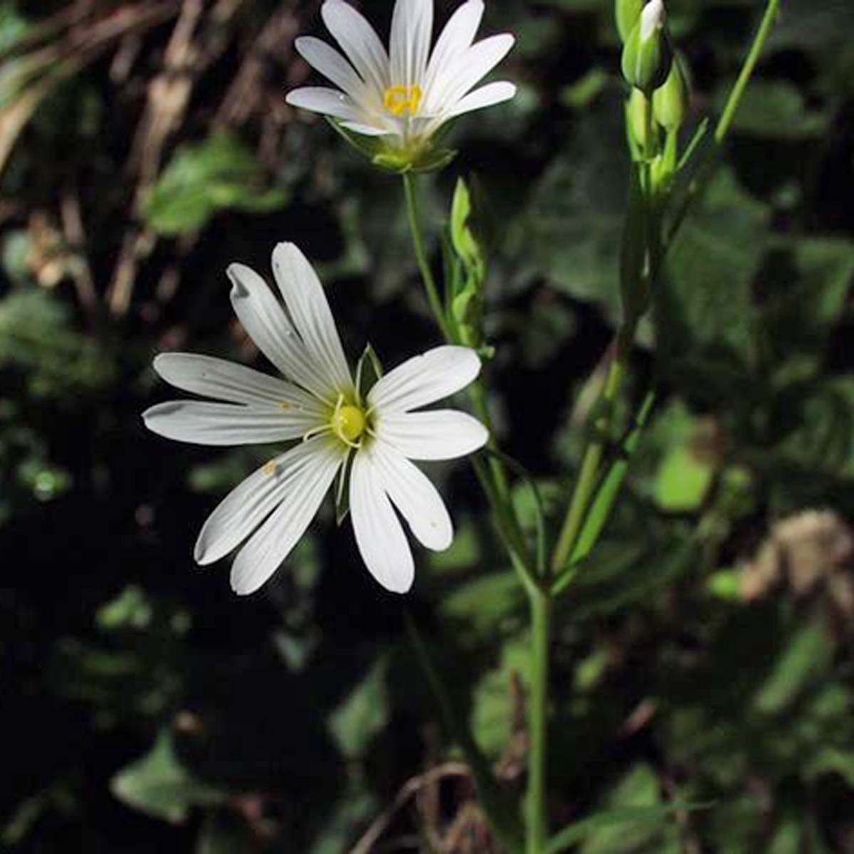 Stellaire holostée - Rabelera holostea