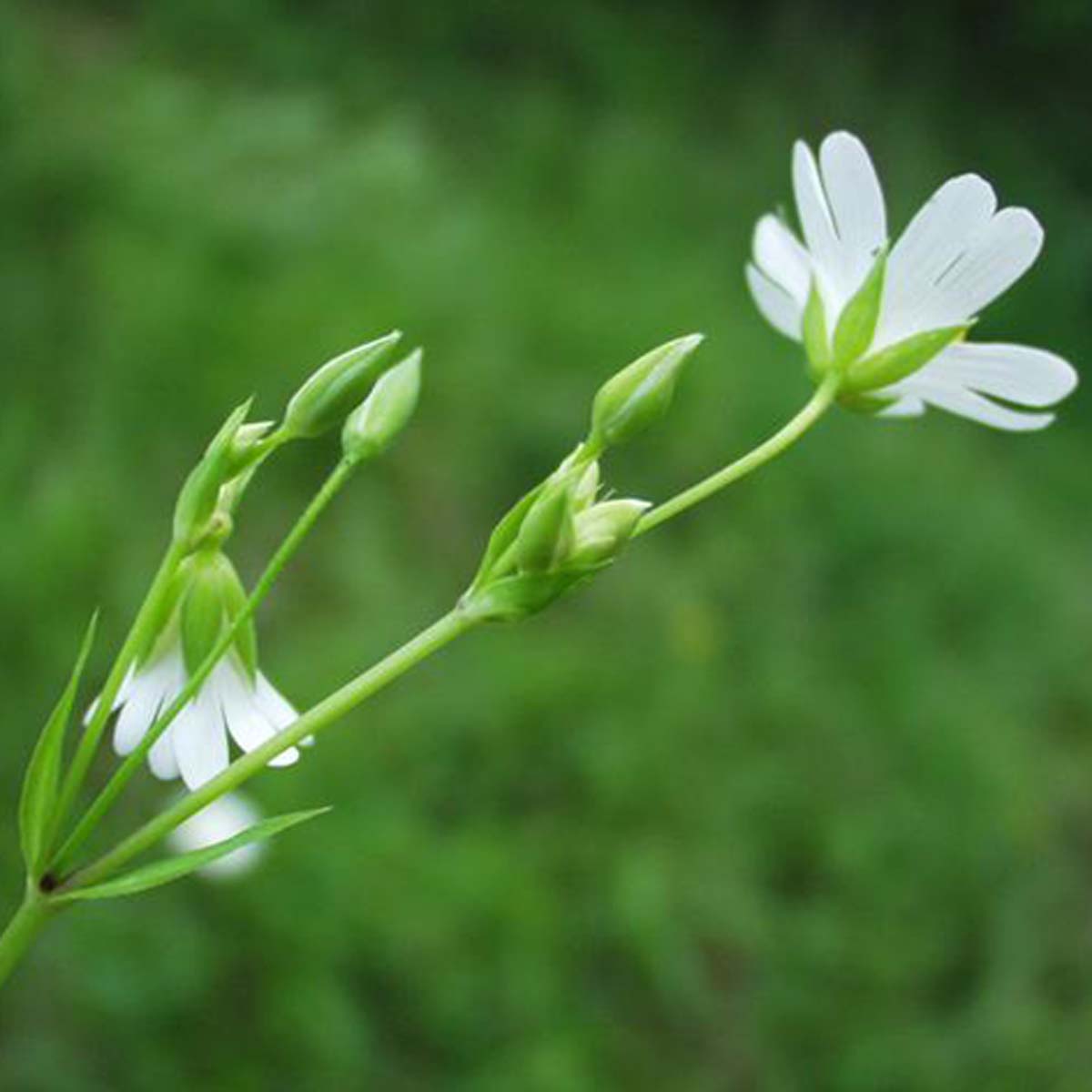 Stellaire holostée - Stellaria holostea