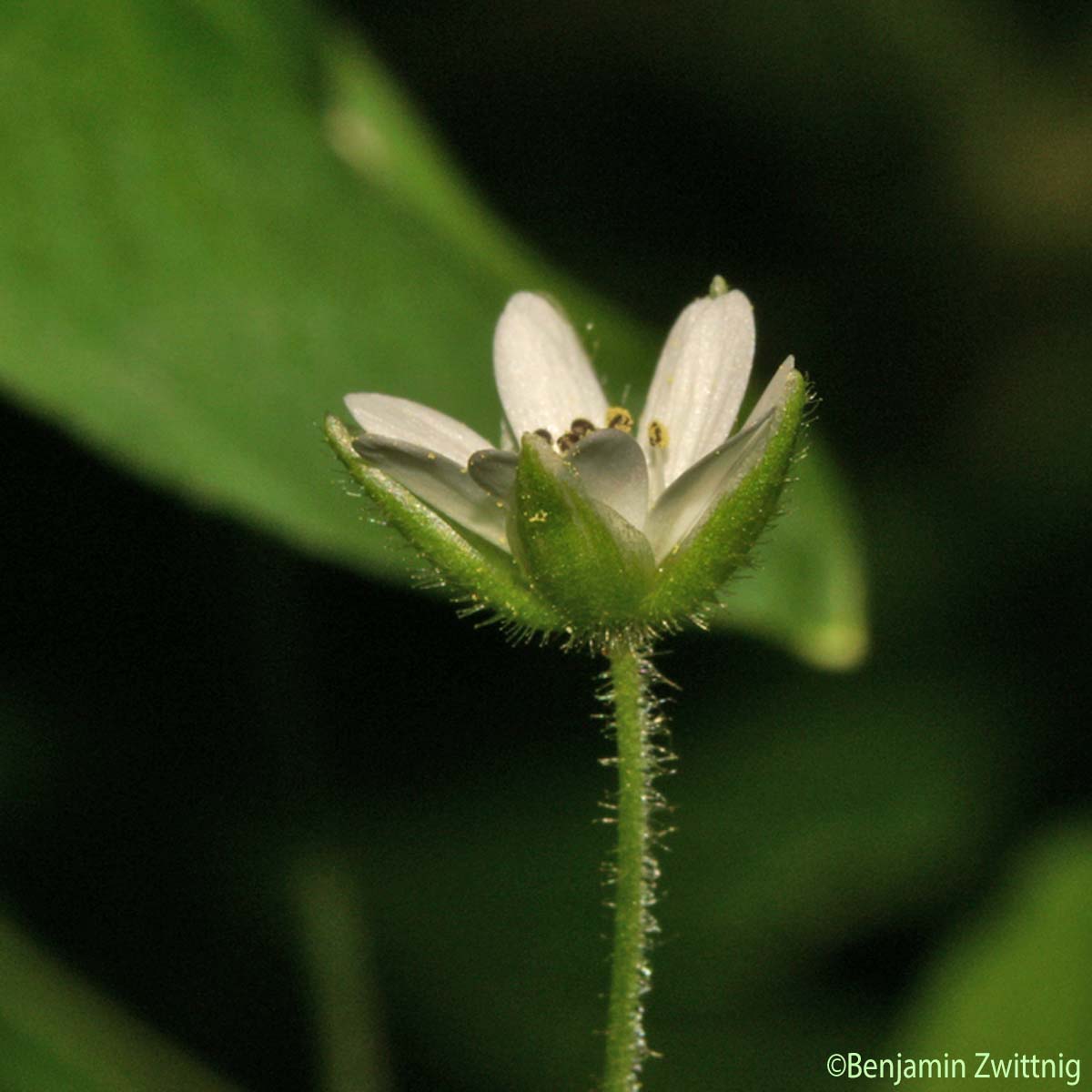 Stellaire négligée - Stellaria neglecta