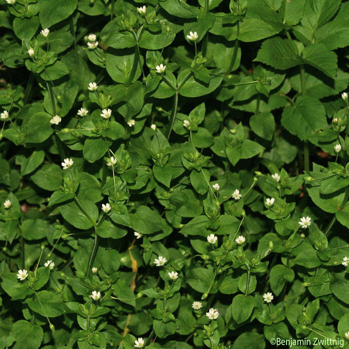 Stellaire négligée - Stellaria neglecta