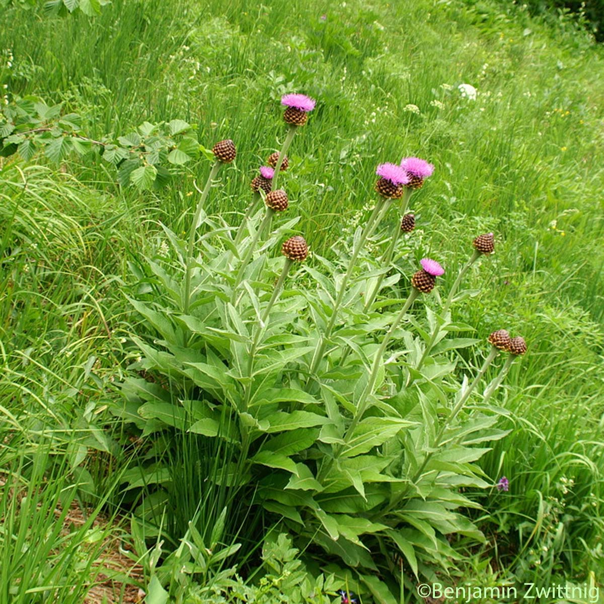 Stemmacanthe Rhapontique - Rhaponticum scariosum subsp. scariosum