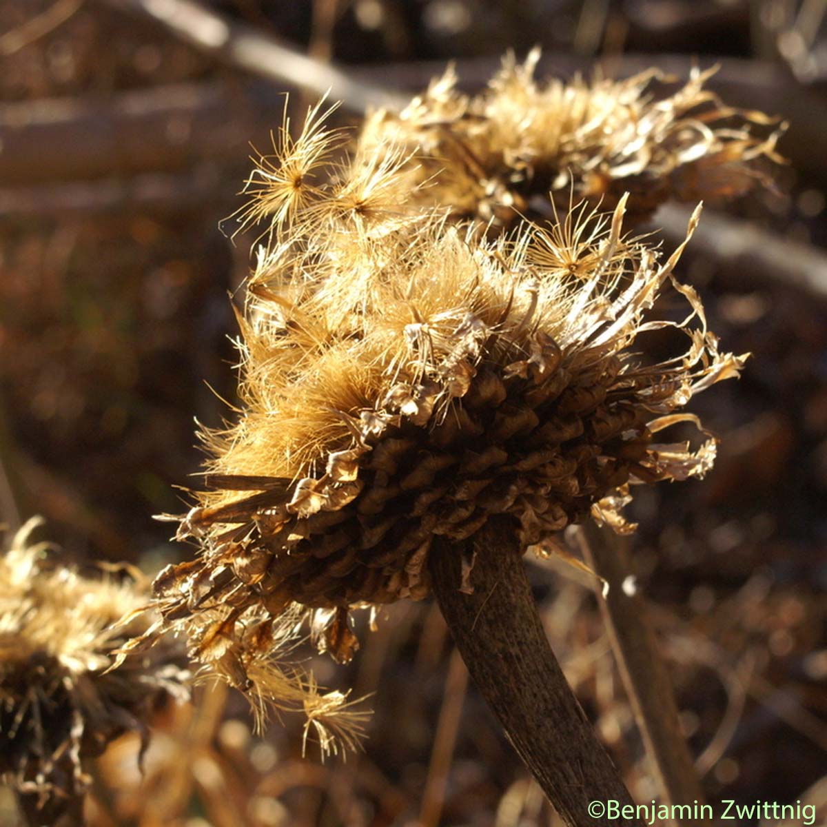 Stemmacanthe Rhapontique - Rhaponticum scariosum subsp. scariosum