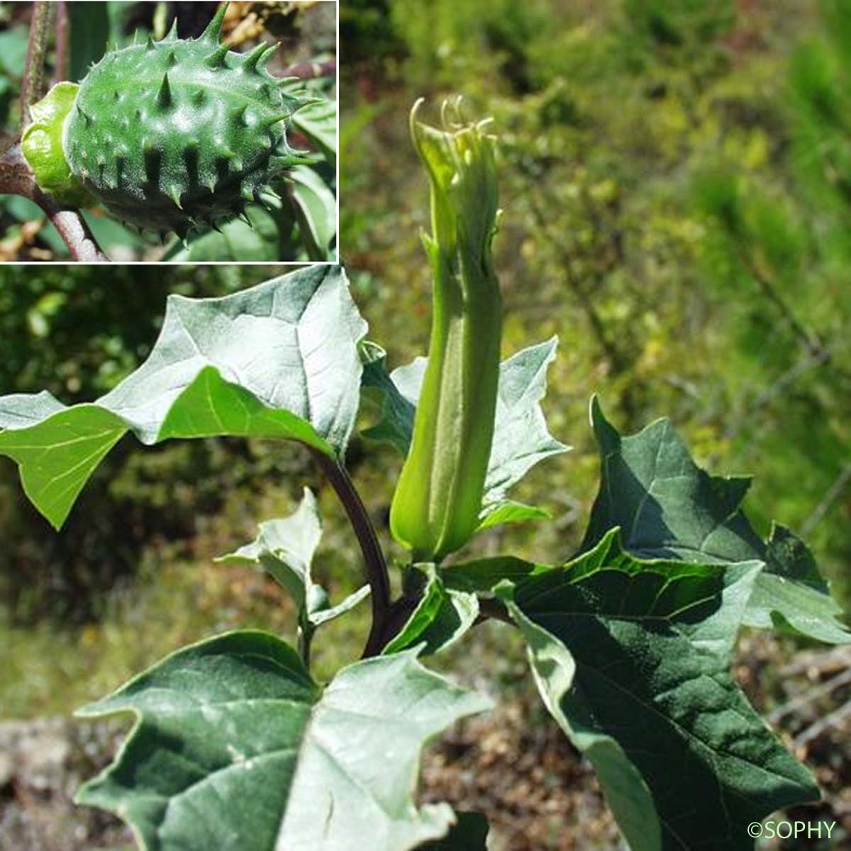 Stramoine commune - Datura stramonium