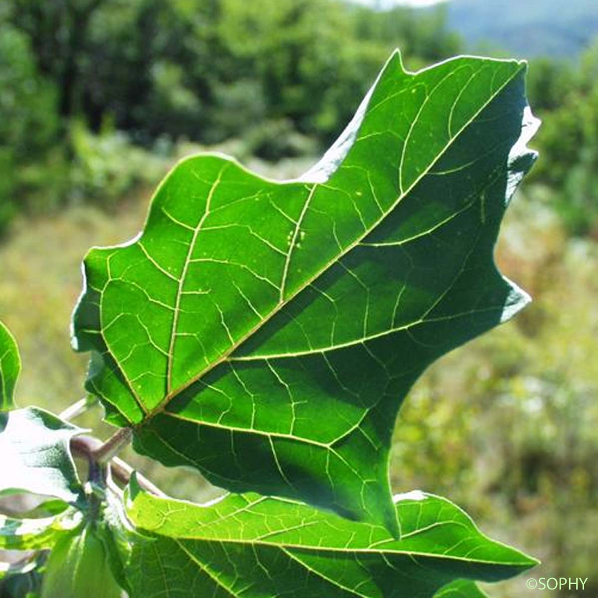 Stramoine commune - Datura stramonium