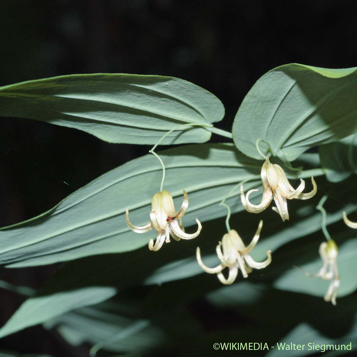 Streptope à feuilles embrassantes - Streptopus amplexifolius