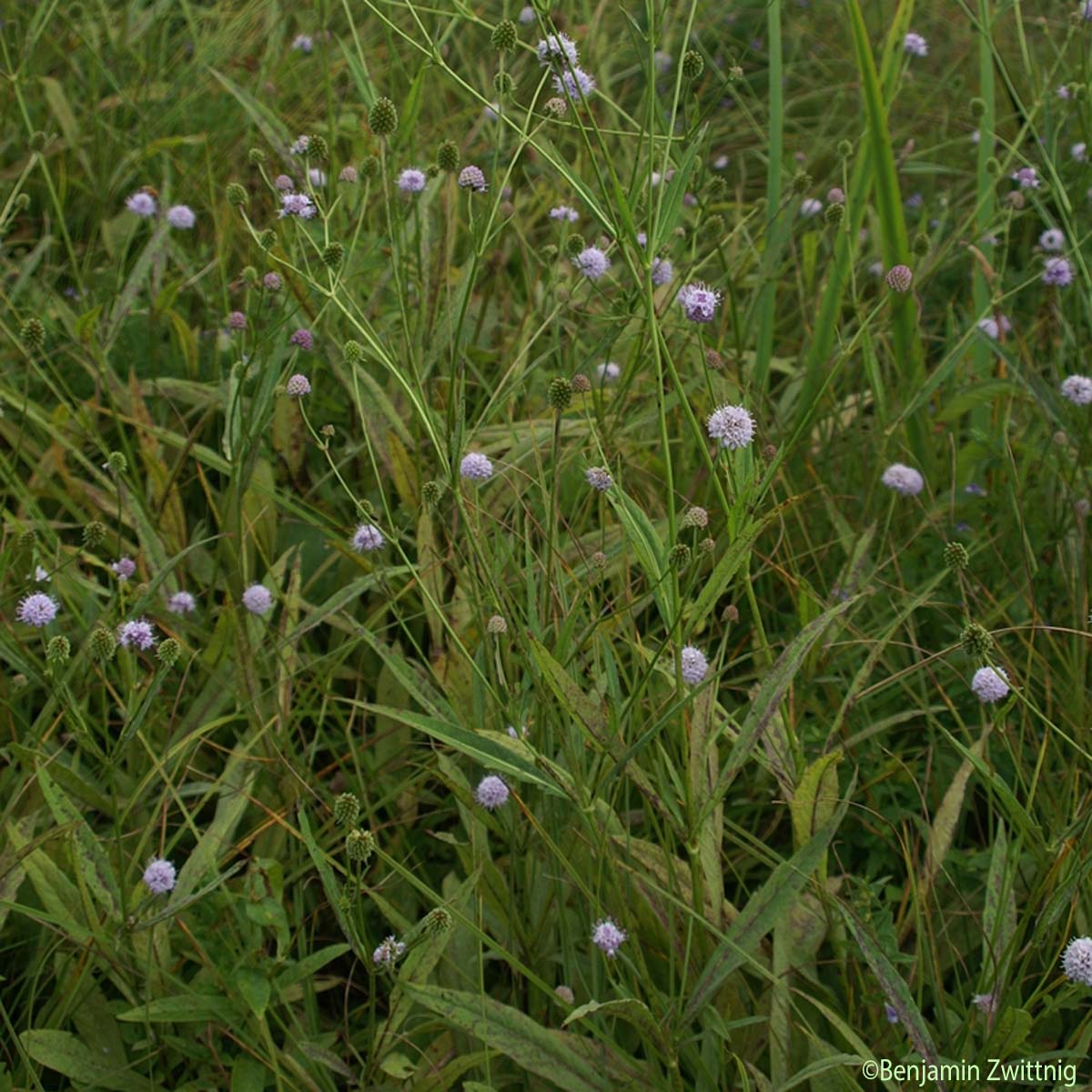 Succise penchée - Succisella inflexa