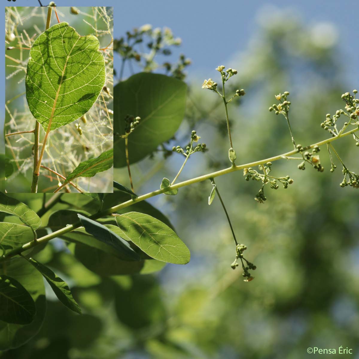 Sumac fustet - Cotinus coggygria