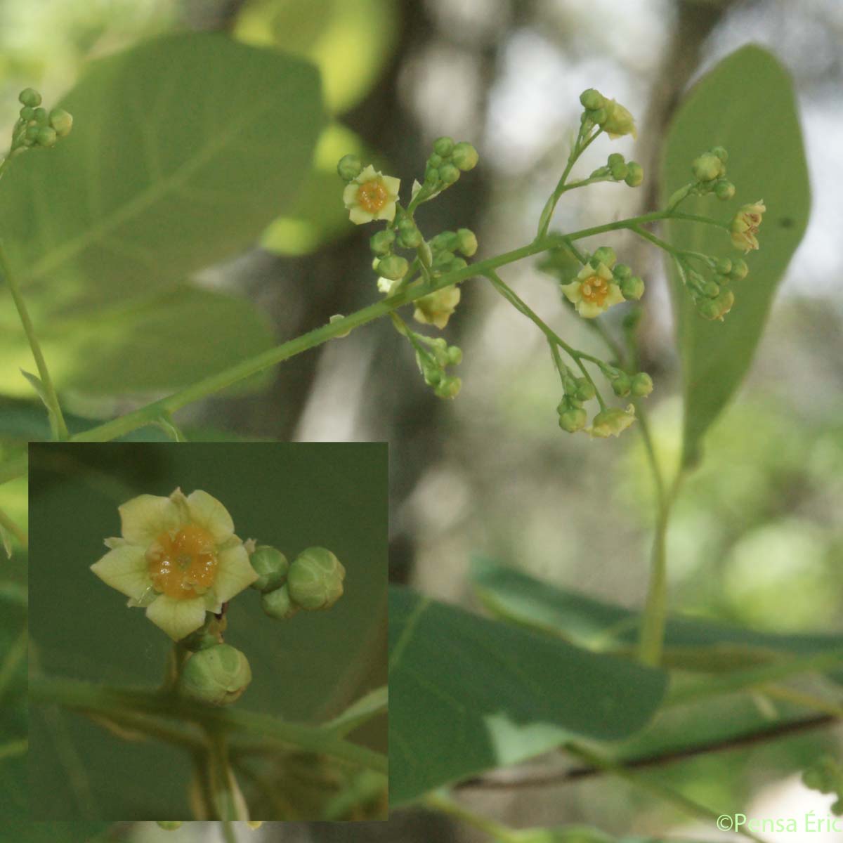 Sumac fustet - Cotinus coggygria