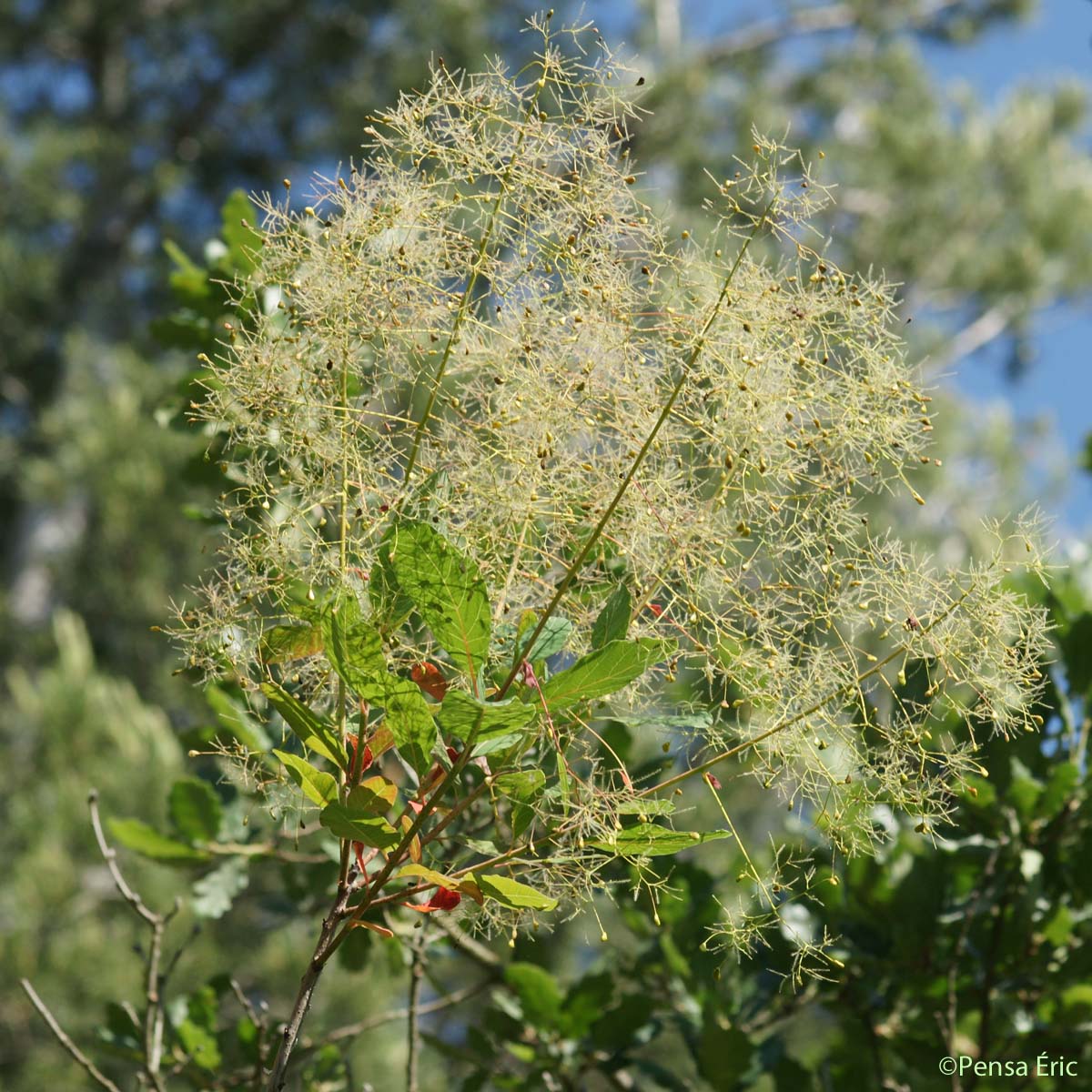 Sumac fustet - Cotinus coggygria