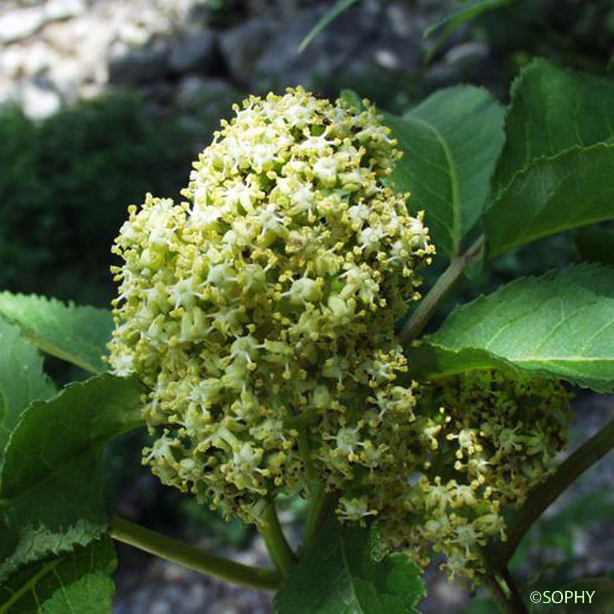 Sureau à grappes - Sambucus racemosa subsp. racemosa