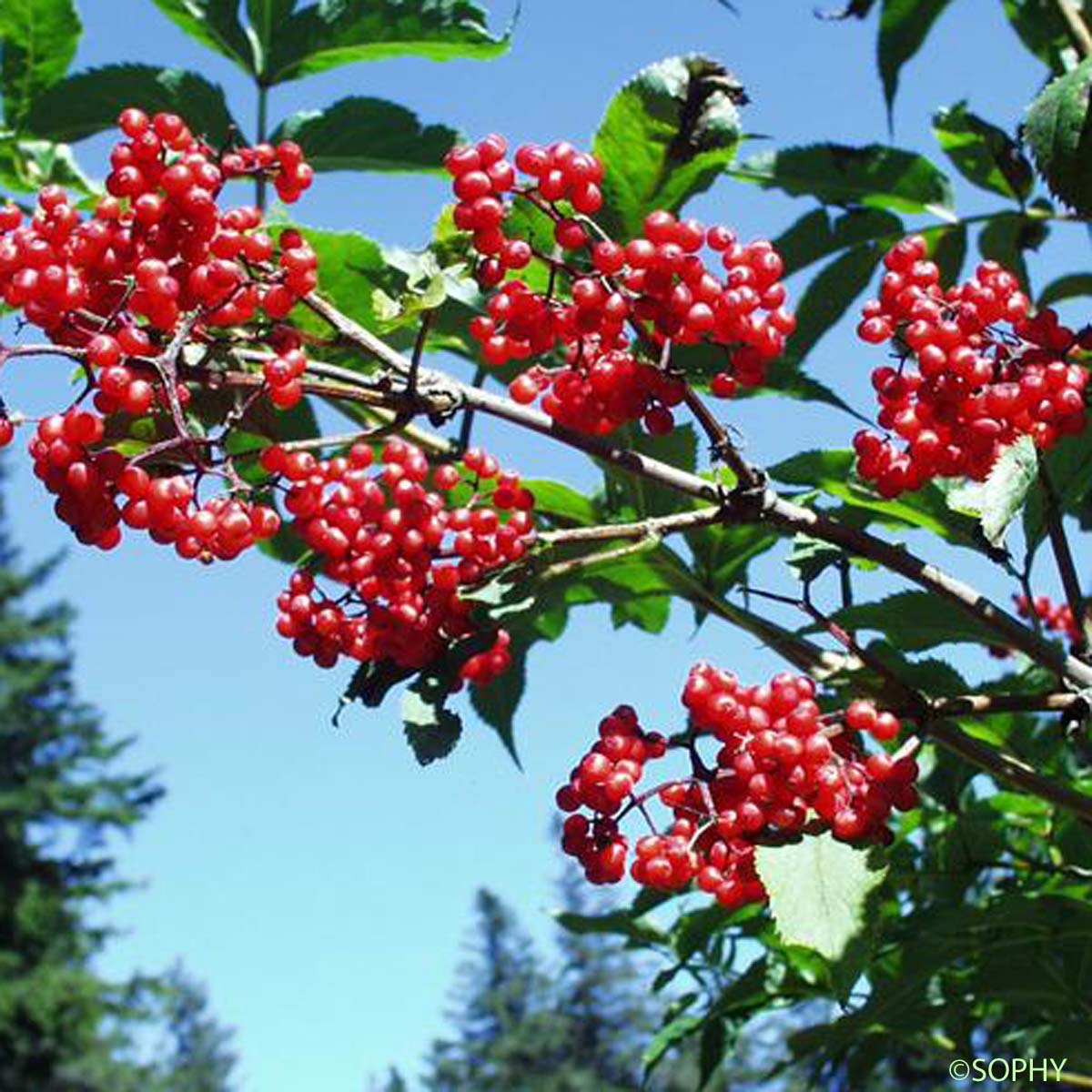 Sureau à grappes - Sambucus racemosa subsp. racemosa