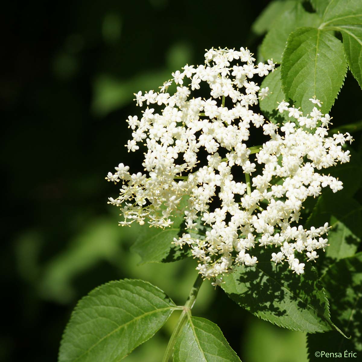 Sureau noir - Sambucus nigra