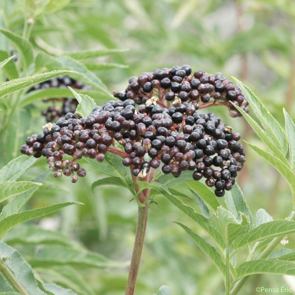 Sureau yèble - Sambucus ebulus