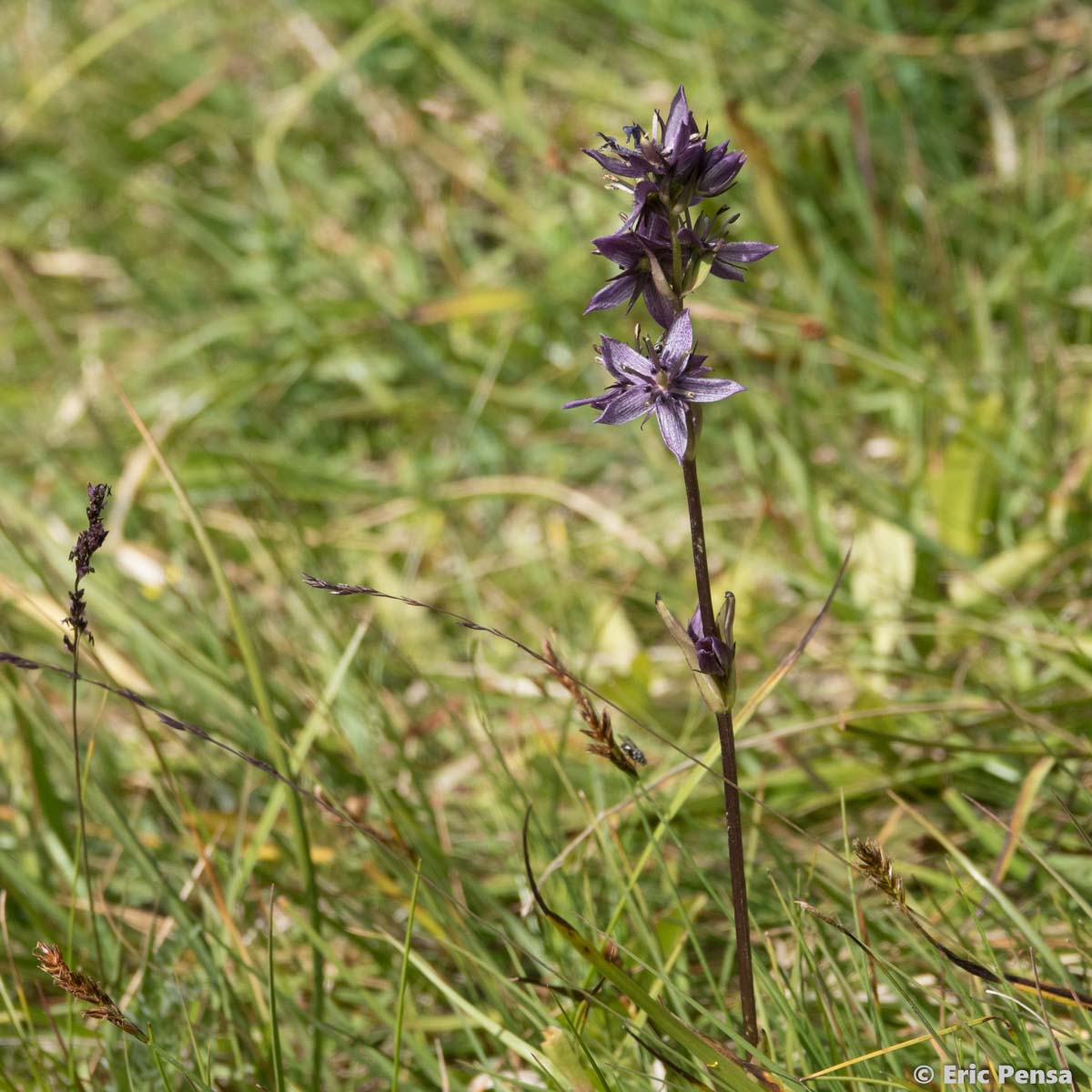 Swertie vivace - Swertia perennis