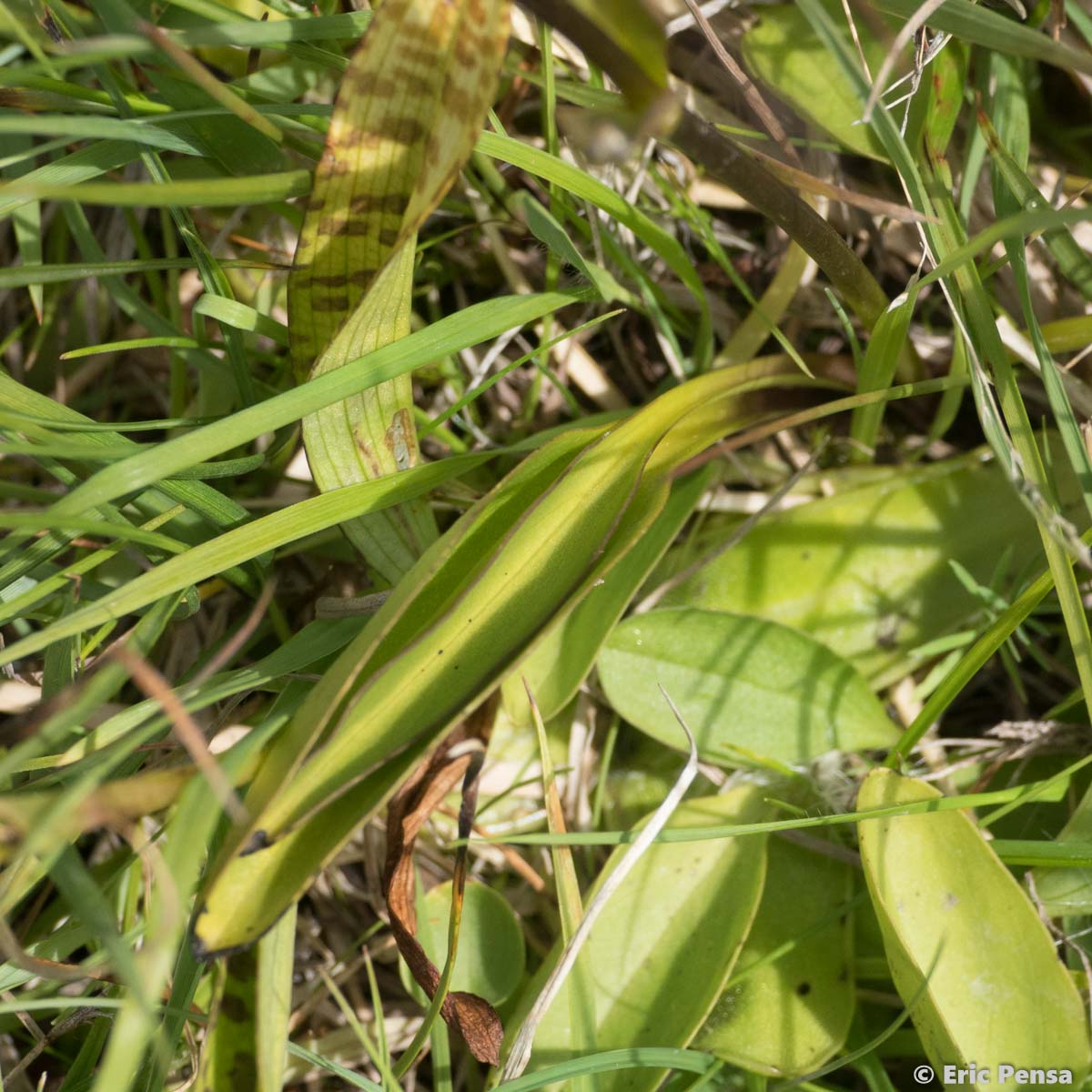 Swertie vivace - Swertia perennis