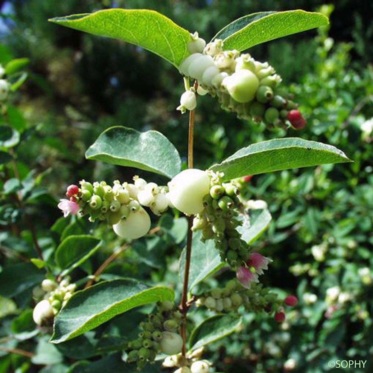 Symphorine blanche - Symphoricarpos albus var. laevigatus