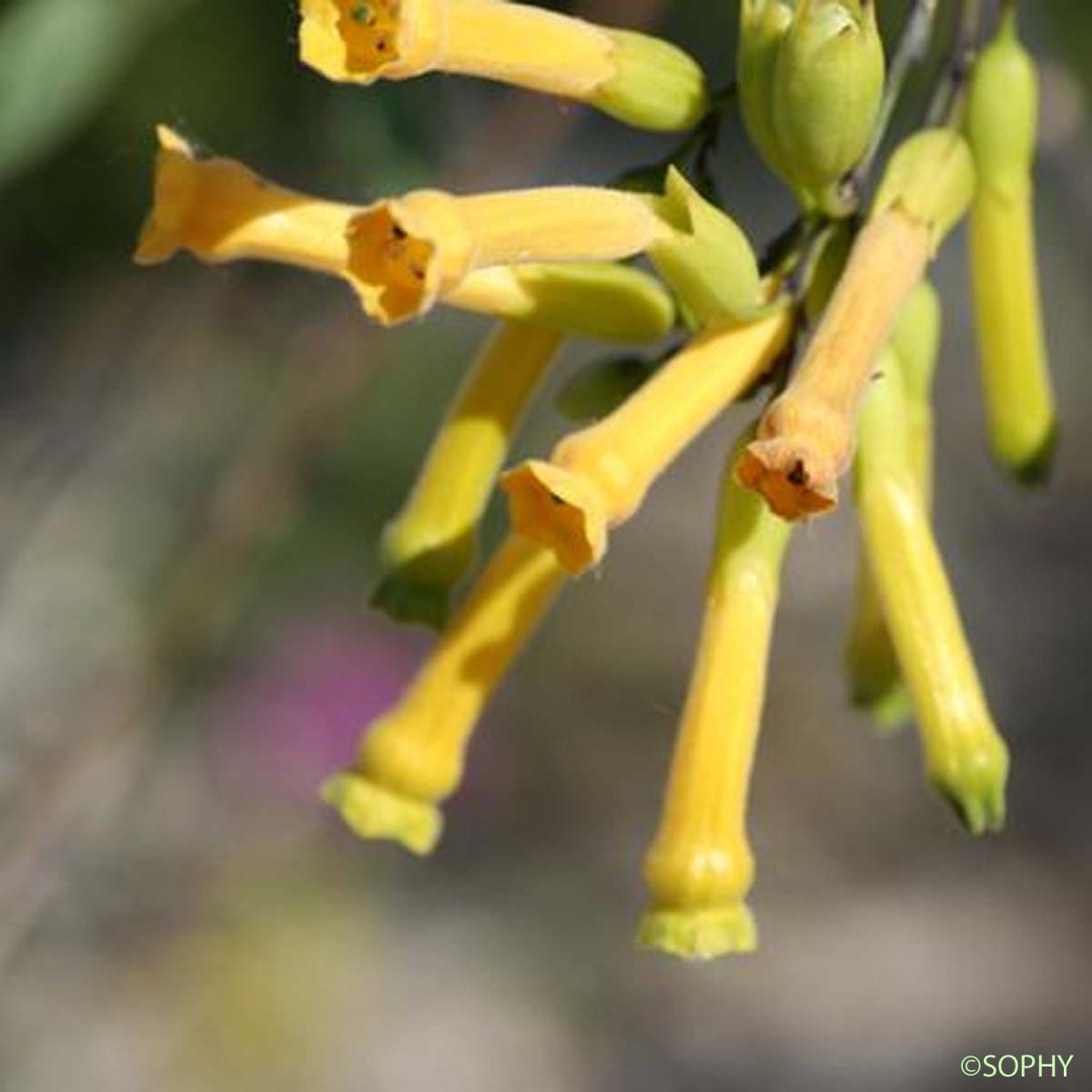 Tabac arborescent - Nicotiana glauca