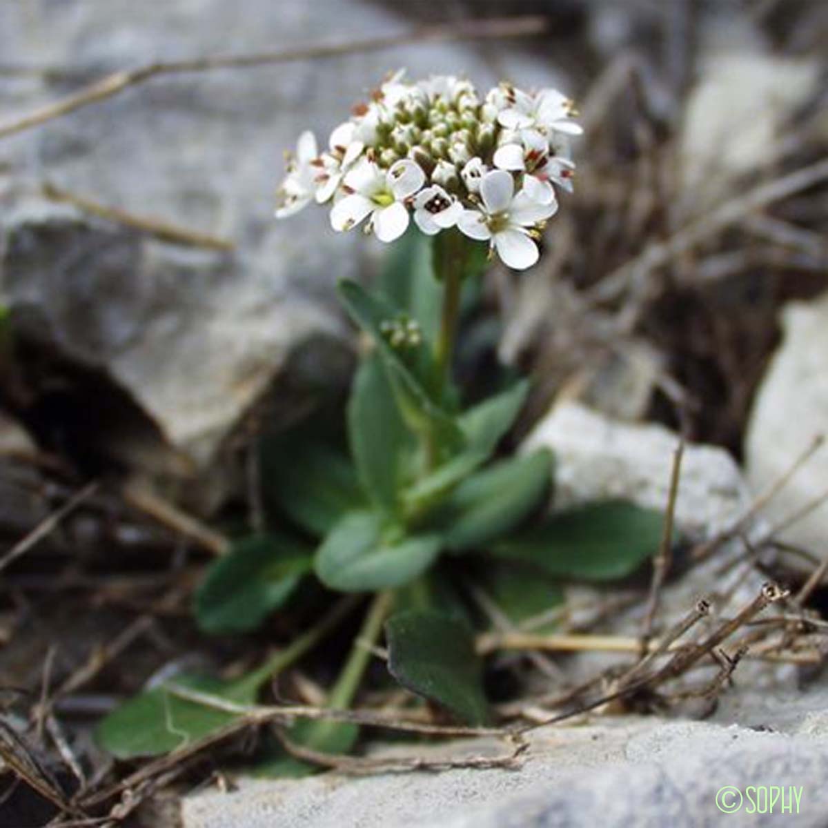 Tabouret perfolié - Microthlaspi perfoliatum