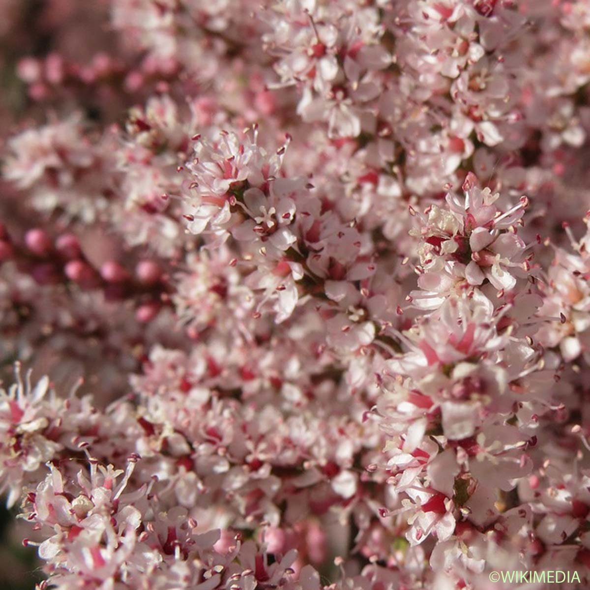 Tamaris commun - Tamarix gallica