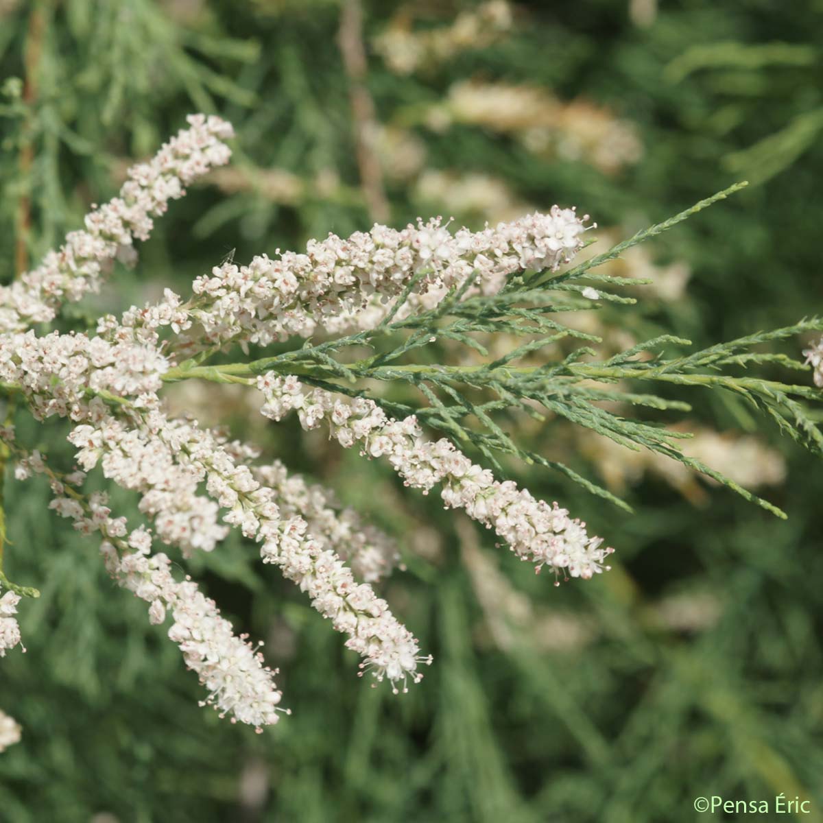 Tamaris d'Afrique - Tamarix africana