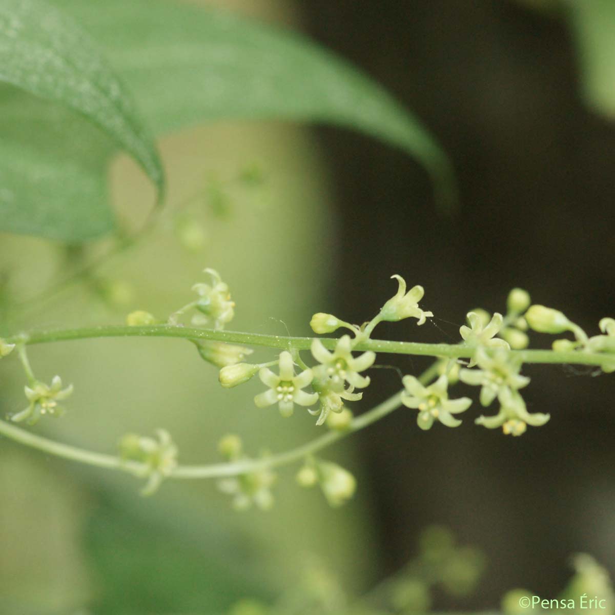 Tamier commun - Dioscorea communis