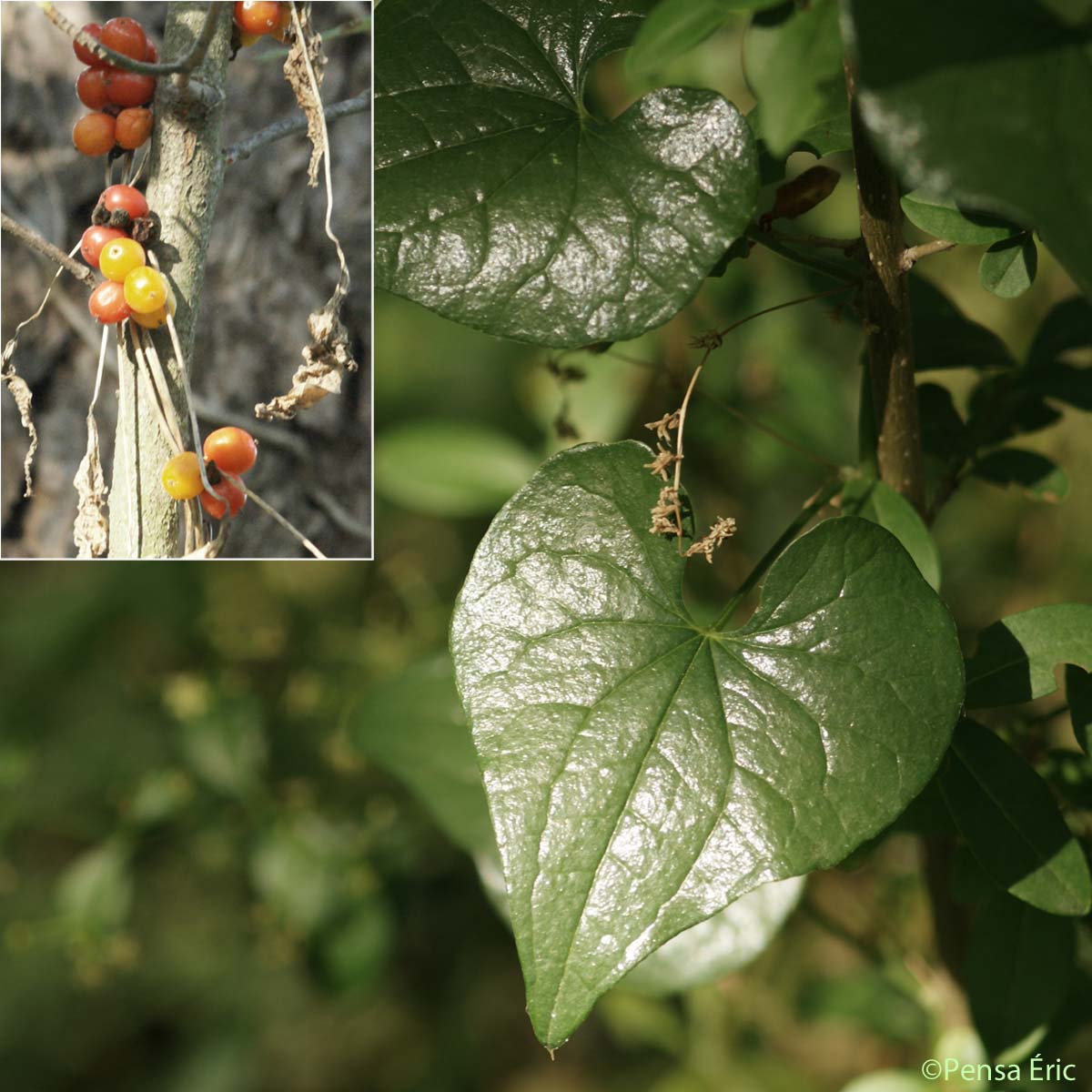 Tamier commun - Dioscorea communis