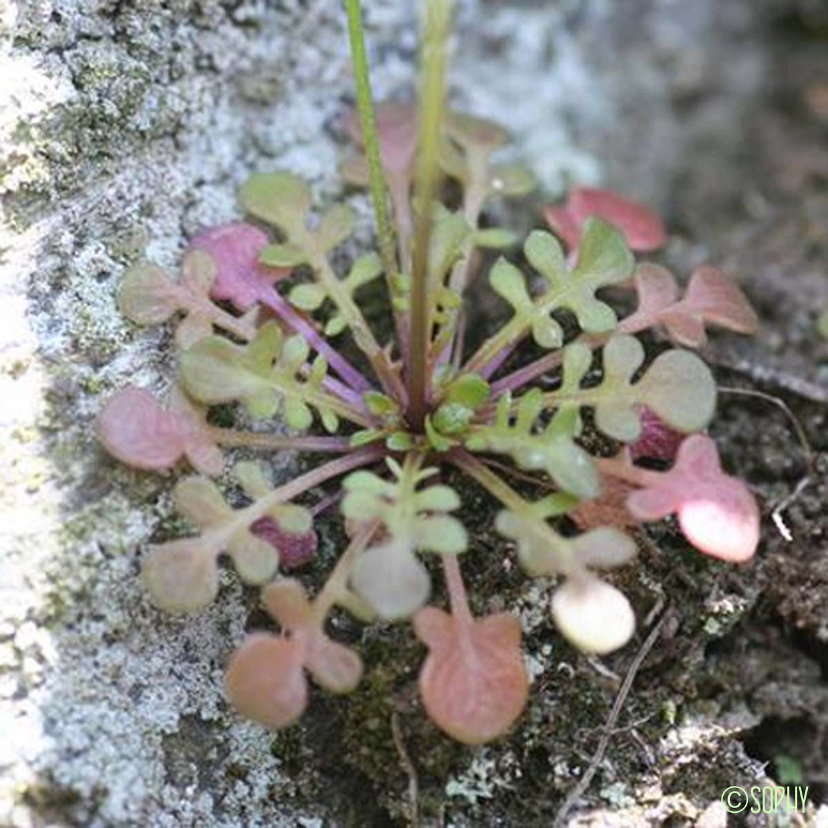 Téesdalie à tige nue - Teesdalia nudicaulis