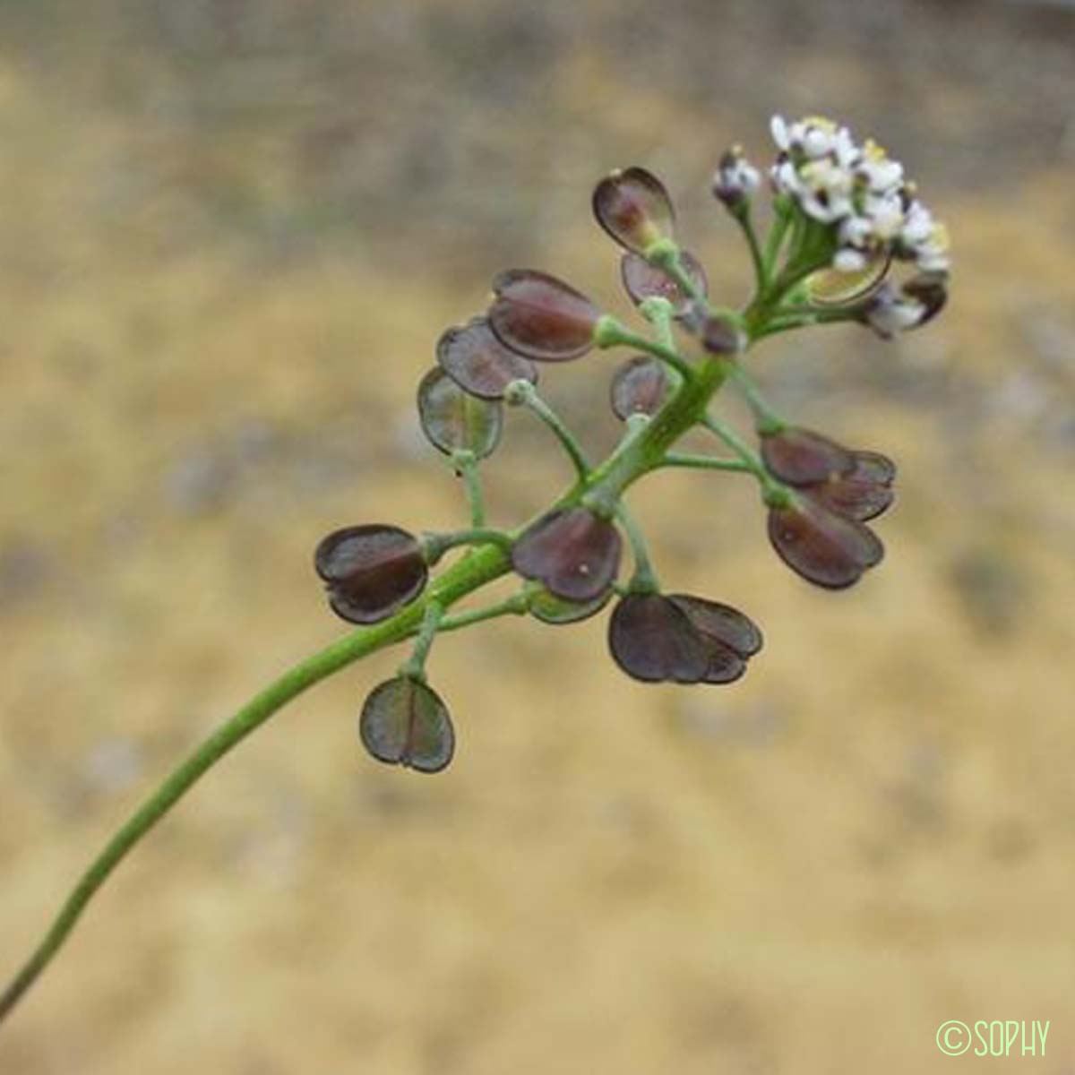 Téesdalie à tige nue - Teesdalia nudicaulis