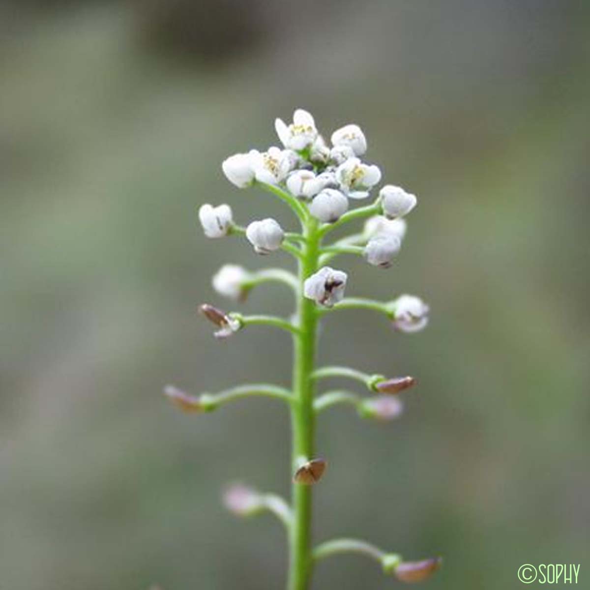 Téesdalie Corne-de-cerf - Teesdalia coronopifolia