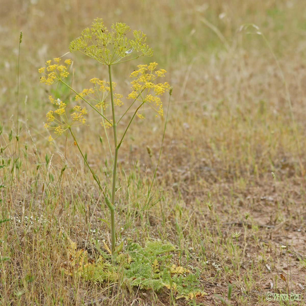 Thapsie velue - Thapsia villosa var. villosa