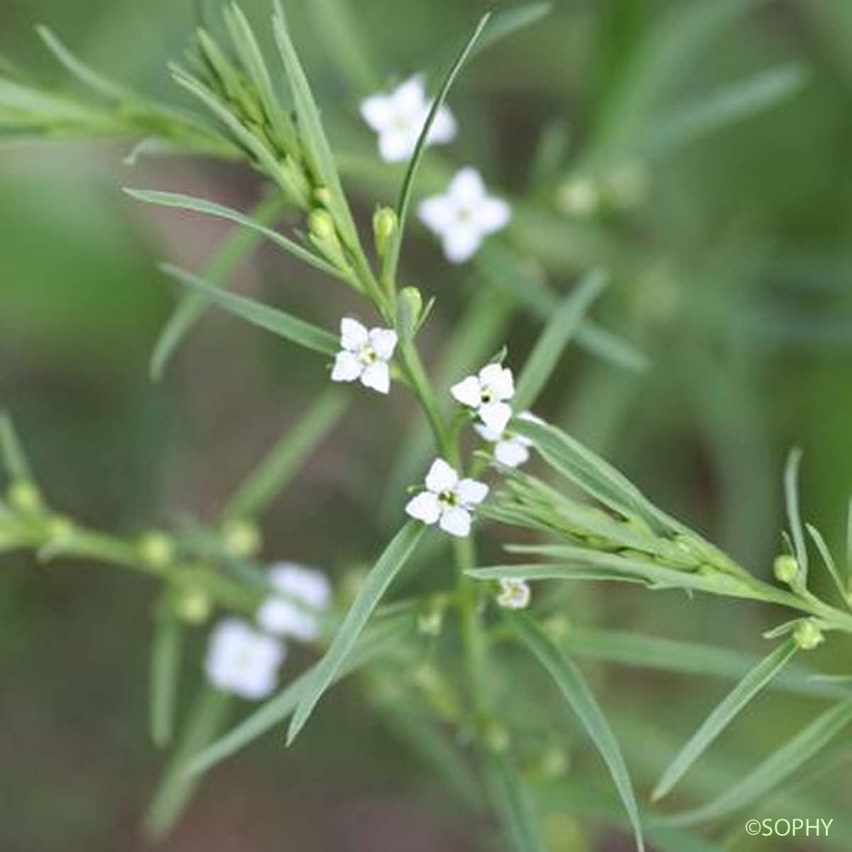 Thésium des Alpes - Thesium alpinum var. alpinum