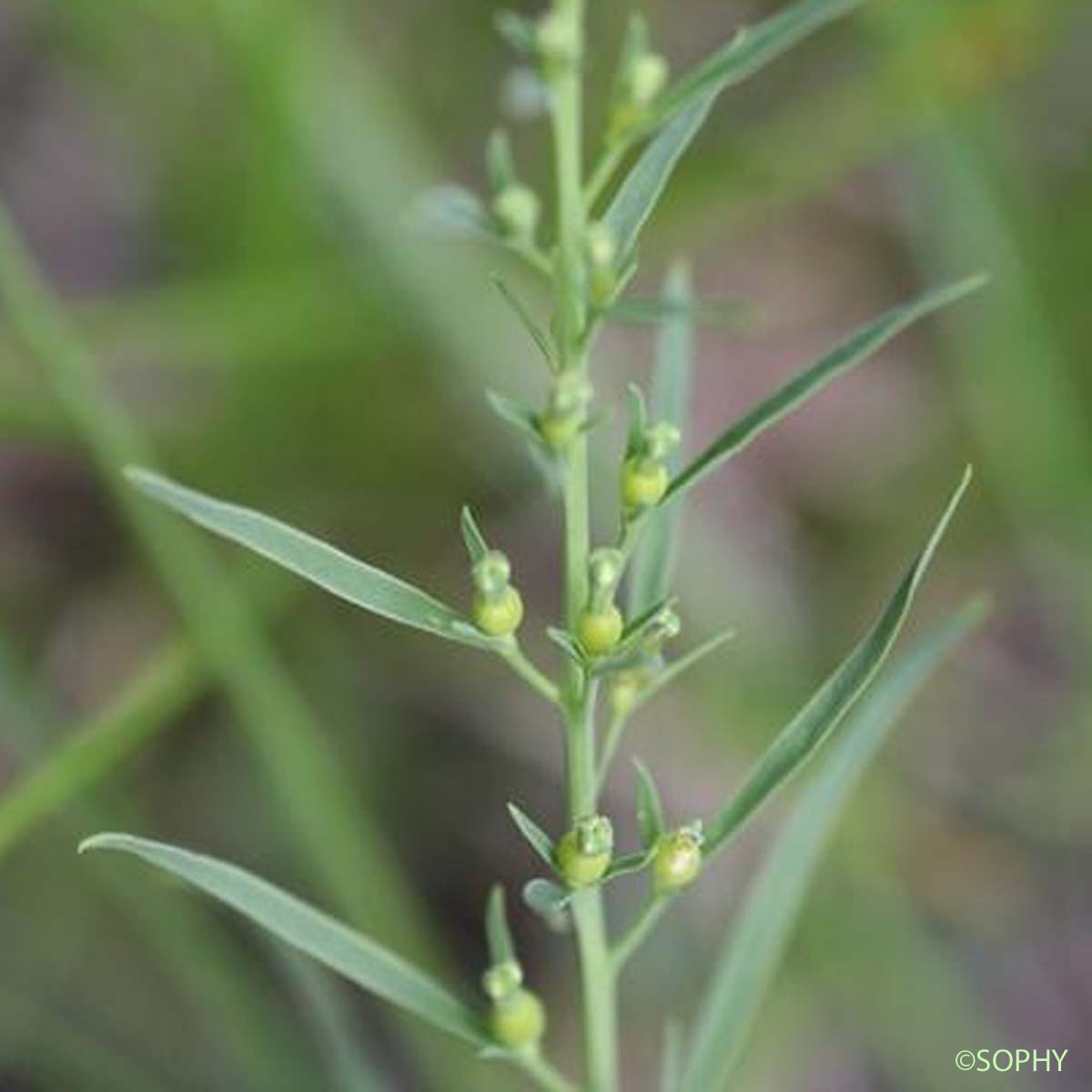 Thésium des Alpes - Thesium alpinum var. alpinum