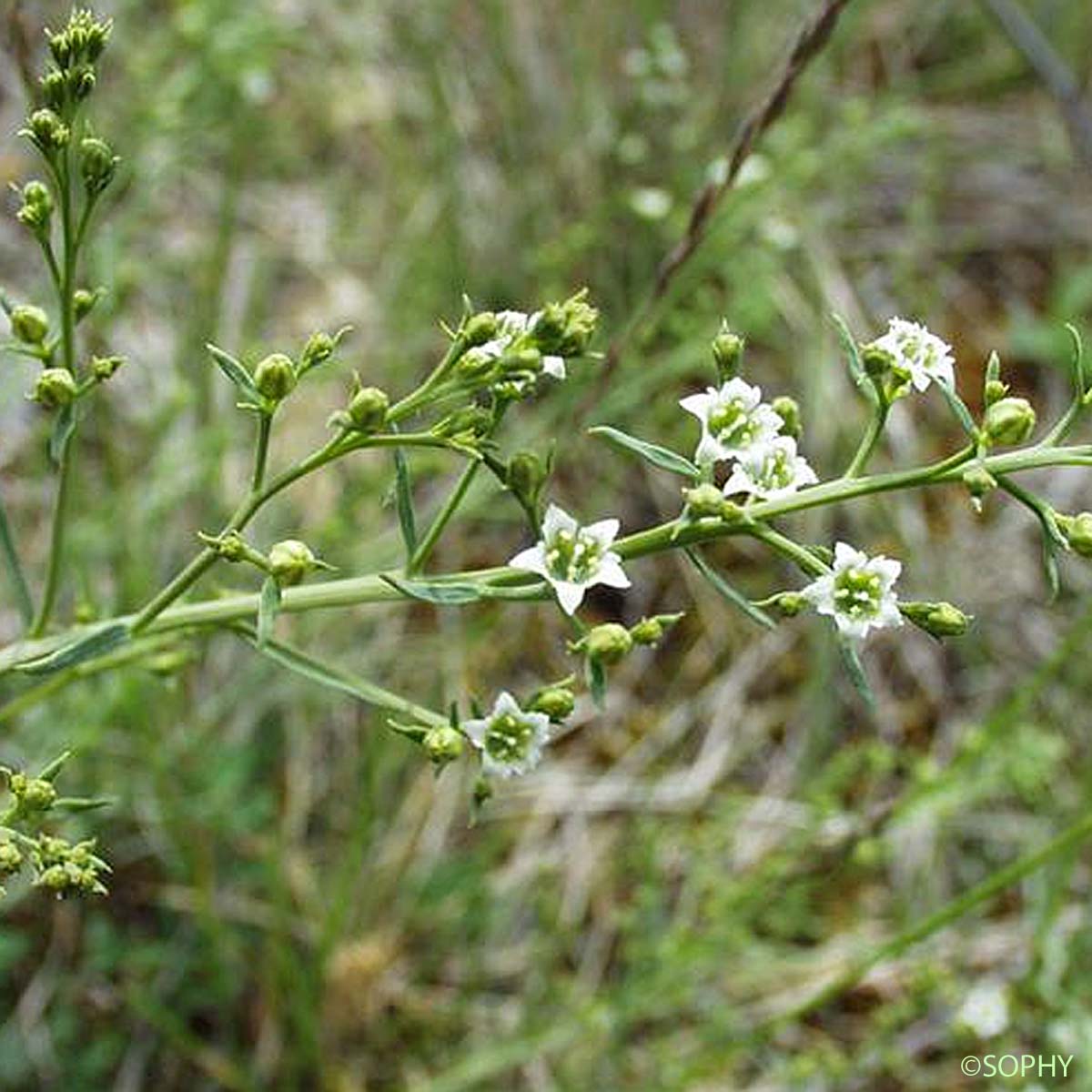 Thésium des Pyrénées - Thesium pyrenaicum subsp. pyrenaicum