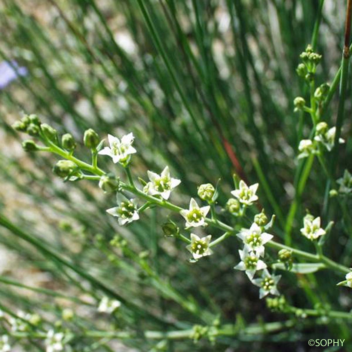 Thésium divariqué - Thesium humifusum subsp. divaricatum