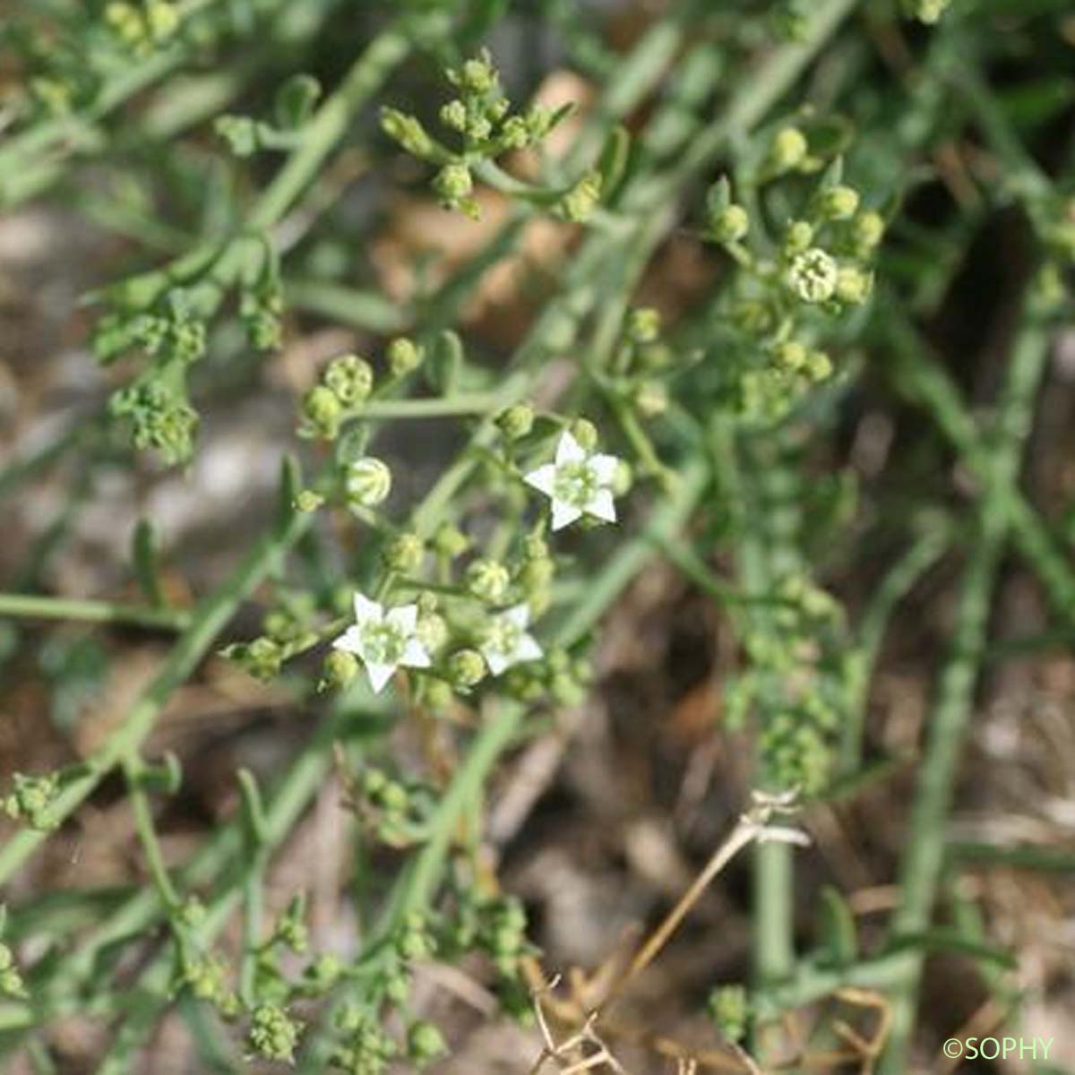 Thésium divariqué - Thesium humifusum subsp. divaricatum