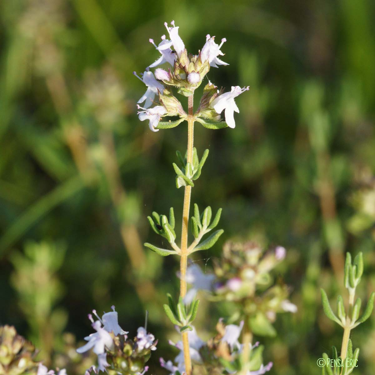 Thym - Thymus vulgaris subsp. vulgaris