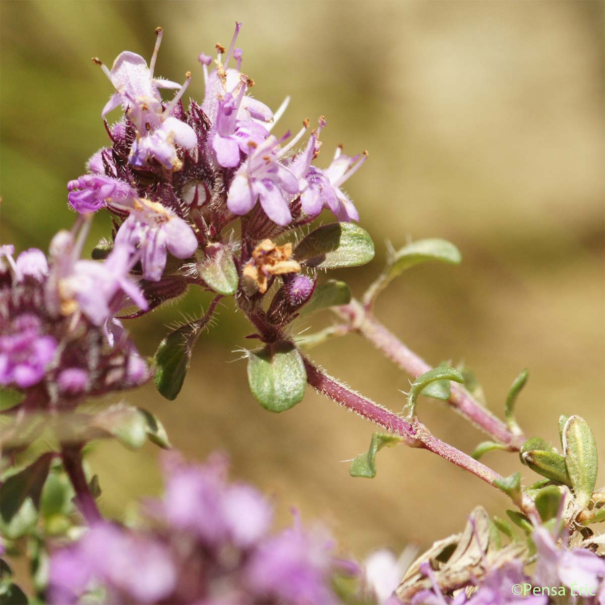 Thym à pilosité variable - Thymus polytrichus